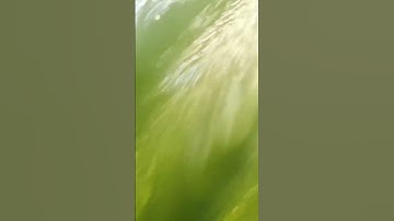 سورة الفلق الشيخ محمد الفقيه #قرآن_كريم #islamicvideo #quran_kareem #quran