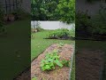 My garden is going nuts  garden vegetables happiness happy happygarden