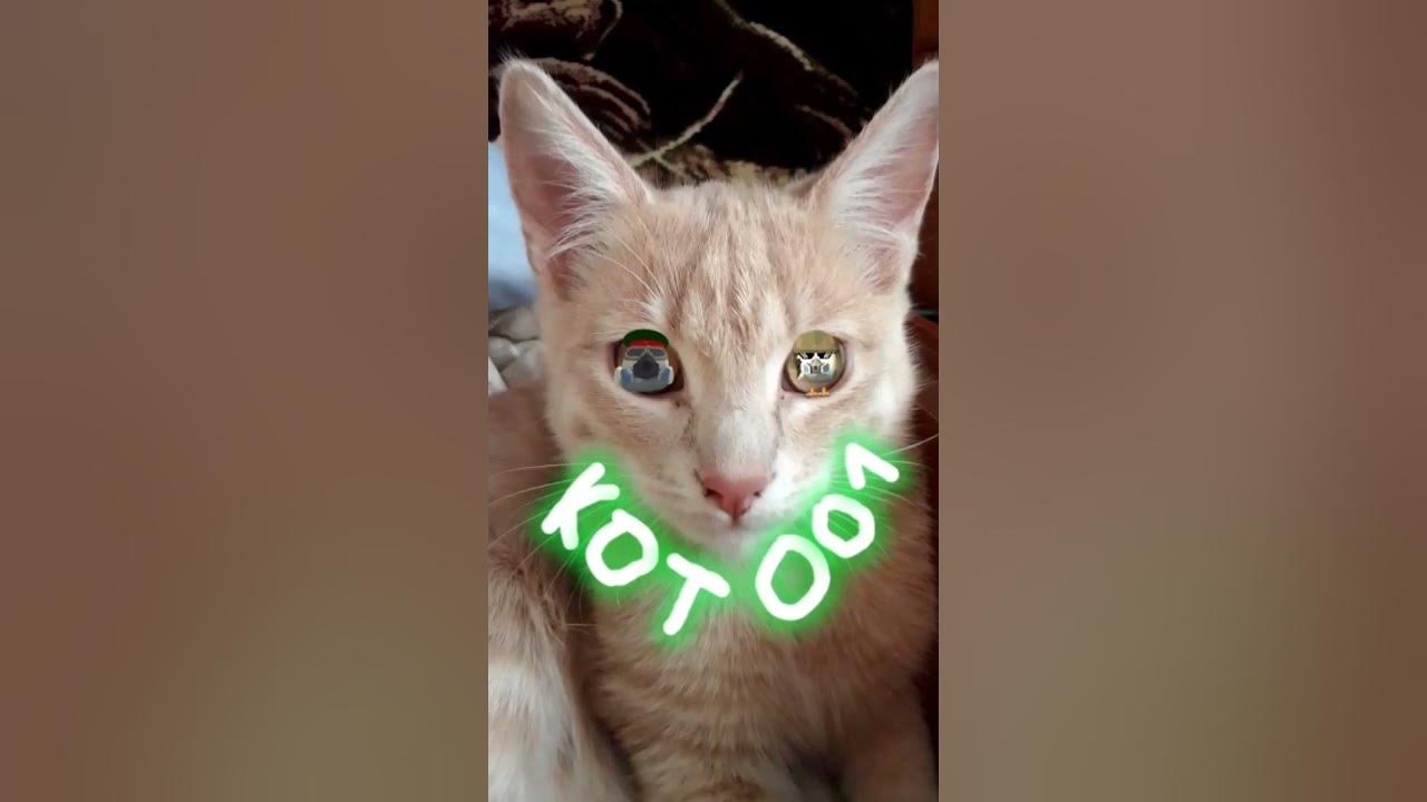 Новая аватарка #кот #коты #кот001 #актив #подпишись - YouTube