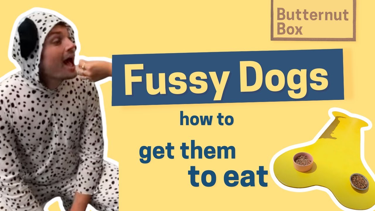 How to Get Fussy Dogs to Eat Dr Bolu Explains YouTube