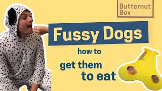 How To Get Fussy Dogs To Eat Dr Bolu Explains