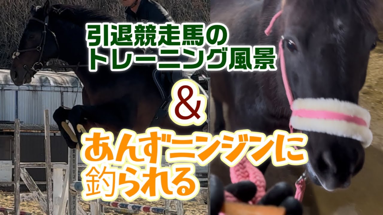 引退競走馬のトレーニング風景とあんずちゃんニンジンに釣られる。オマケに痒いところを掻いて貰う==です。