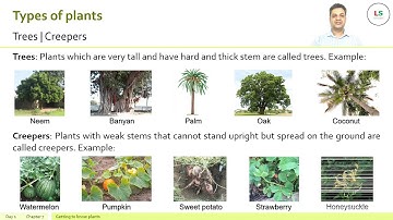 Getting to Know Plants - NCERT Science Grade 6 Chapter 7 - Part I