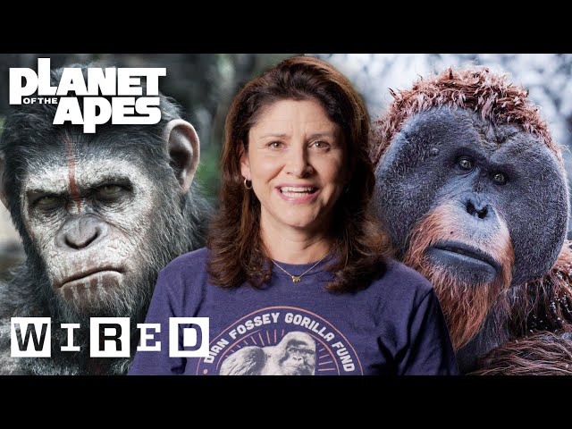 Every Ape in Planet of the Apes Explained | WIRED class=