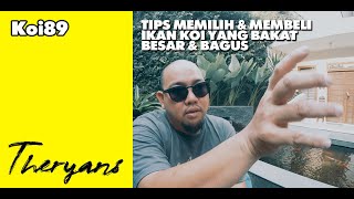 THE RYANS : Tips Memilih & Membeli Ikan Koi Bagus Biar Gak Ketipu (Rugi Kan)