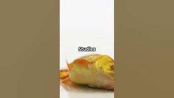 Myth Busted: Goldfish Memory