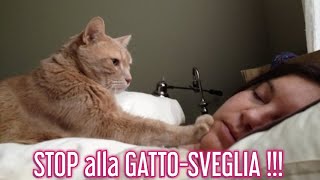 Cosa fare se il tuo Gatto ti sveglia al mattino presto.  Consulente Felino ❤