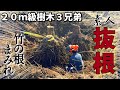 #6 竹の根ビッシリ！大木3本絡み難易度MAX素人抜根/お豆腐と米粉の楽ちんパン♡ニワトリたちの産卵事情