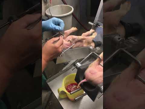 Piglet castration
