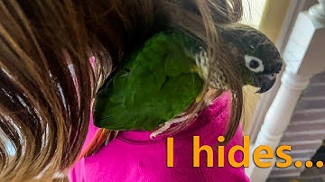 Trello Loves Hair (Talking Green Cheek Conure)