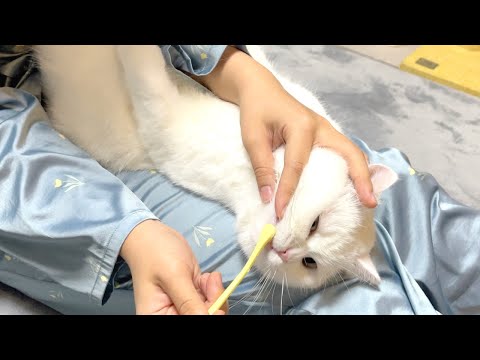 猫たちに苦手な歯磨きをしたらこうなります！