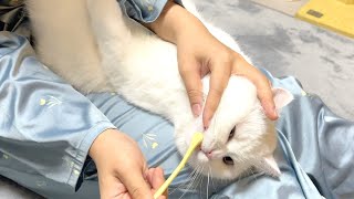 猫たちに苦手な歯磨きをしたらこうなります！