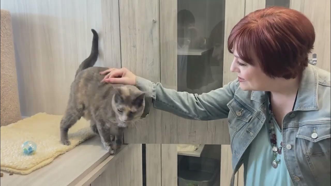 Walkers Pet Hotail Pet Care Center YouTube