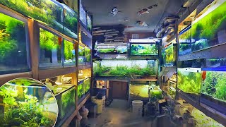 Incredible NO Water Change Tropical Fish Store