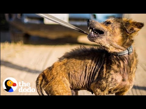 Video: Puppy Mill Pup Mends Rescue Vet Worker's Broken Heart