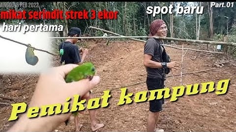 mikat serindit di serbu ratusan burung serindit//dapat 3 ekor di spot baru pemikat kampung.part.01