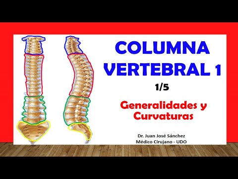 Video: ¿Tiene columna vertebral un jerbo?