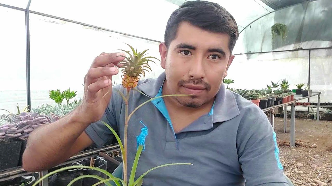 La piña más pequeña del mundo. Piña de Jardín, Piña enana. Todo sobre ...