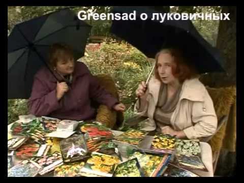 Луковичные растения. Первые признаки болезни.
