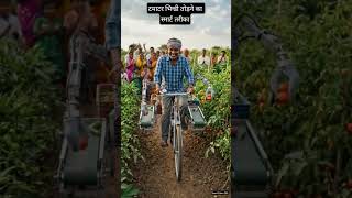 टमाटर भिन्डी तोड़ने का स्मार्ट तरीका 🍅 #farming #viral #desijugaad #smartfarming#gaon #kisan#tomato