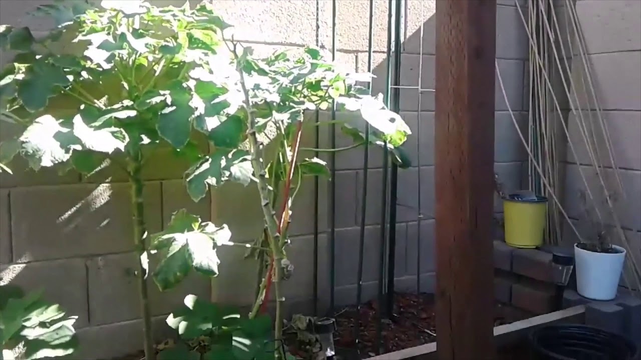 How to build an Arch Trellis in a Small Garden - YouTube