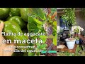 Como tener planta de aguacate en macetas /#plantaenana