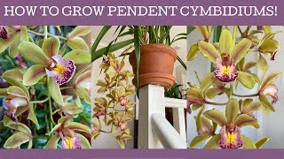 How to grow pendent Cymbidiums and what you can grow with them!