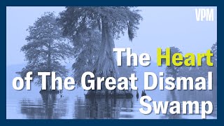 The Heart of the Great Dismal Swamp by VPM 420 views 8 days ago 7 minutes, 4 seconds