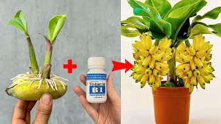 SUPER SPECIAL TECHNIQUE for propagating BANANA with Vitamin B1, rooting and growing super fast