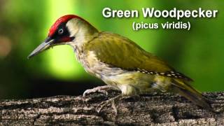 Woodpecker - European Green Woodpecker Bird Call screenshot 5