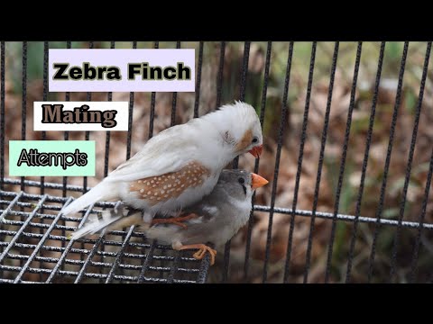 Zebra Finch Mating Attempts