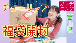 チューリップ福袋の中身 4950円 ネタバレ【ガーデニング】2020年年末福袋 富山県花卉球根農業組合