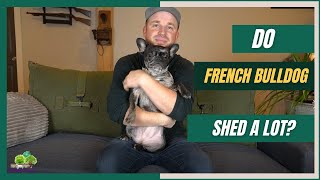 Do French Bulldogs Shed a Lot?