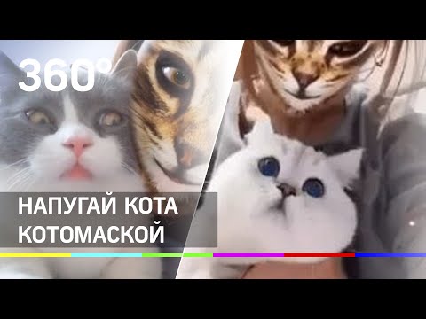 Wideo: Te Podróżujące Koty Insta Udowadniają, że Koty Są Mruczącymi Towarzyszami Podróży