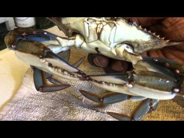 How To Catch Blue Crabs Using 2 Ring Crab Nets and Chicken From A