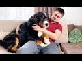 How My Bernese Mountain Dog Reacts to Hugs