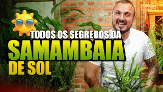 SAMAMBAIA de sol: Tudo o que VOCÊ PRECISA saber