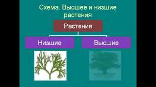 Цветковые растения.AVI Цветковые растения.AVI