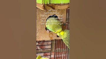 #سورة_الفجر #قران_كريم #المصحف #العراق #مصر #اكسبلور #طيور #فضائل #kuranıkerim #birds #budgies #usa