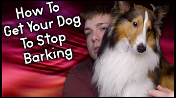 Does Sheltie bark a lot?