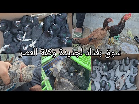 سوق بغداد لجديده وكفة العصر اهل الكراتين والخانات والجنابيز يوم الأحد 2025 11 23