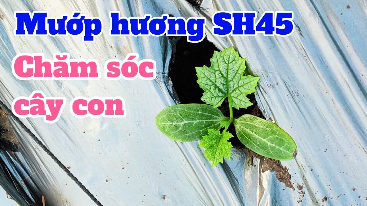 Kỹ thuật trồng mướp hương: P9-Chăm sóc cây con mới trồng
