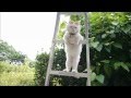 はしごの上のしろ SHIRO on the ladder