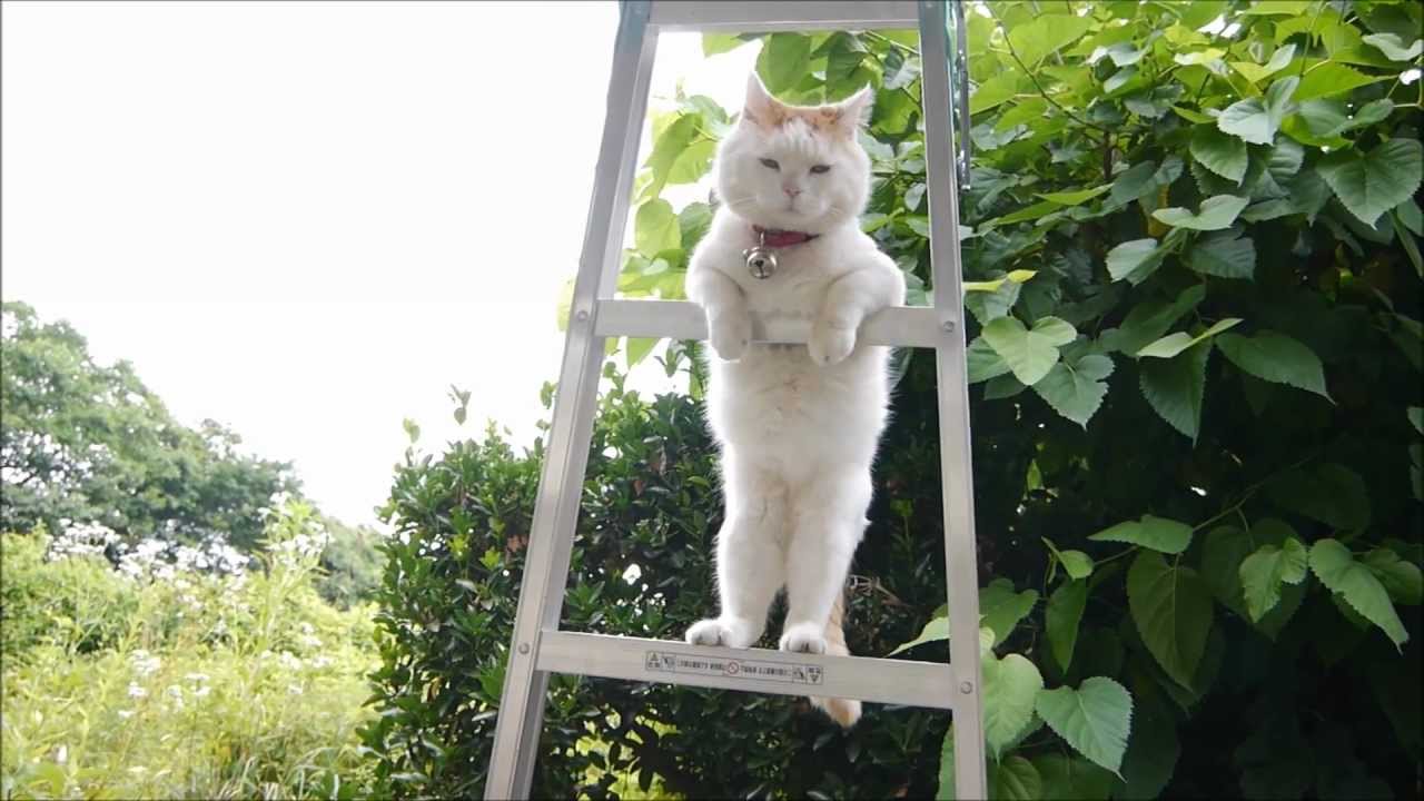 はしごの上のしろ Shiro On The Ladder Youtube