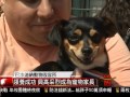 [巴沙迪納動物收容所免費領養日   動物之友們排長隊等候] 洛城18台晚間新聞06222017
