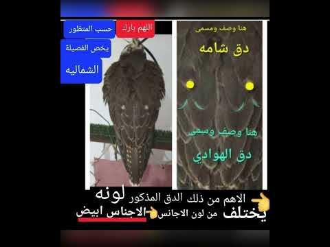 معلومات ومواصفات الطير الحر الفارسي