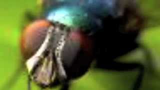 VAN MICHAEL SALON :ANGELS AND INSECTS