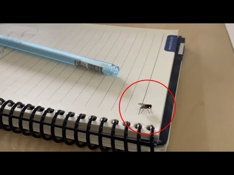 How to catch the housefly with plastic bag [ วิธีจับแมลงวันด้วยถุงพลาติก ]