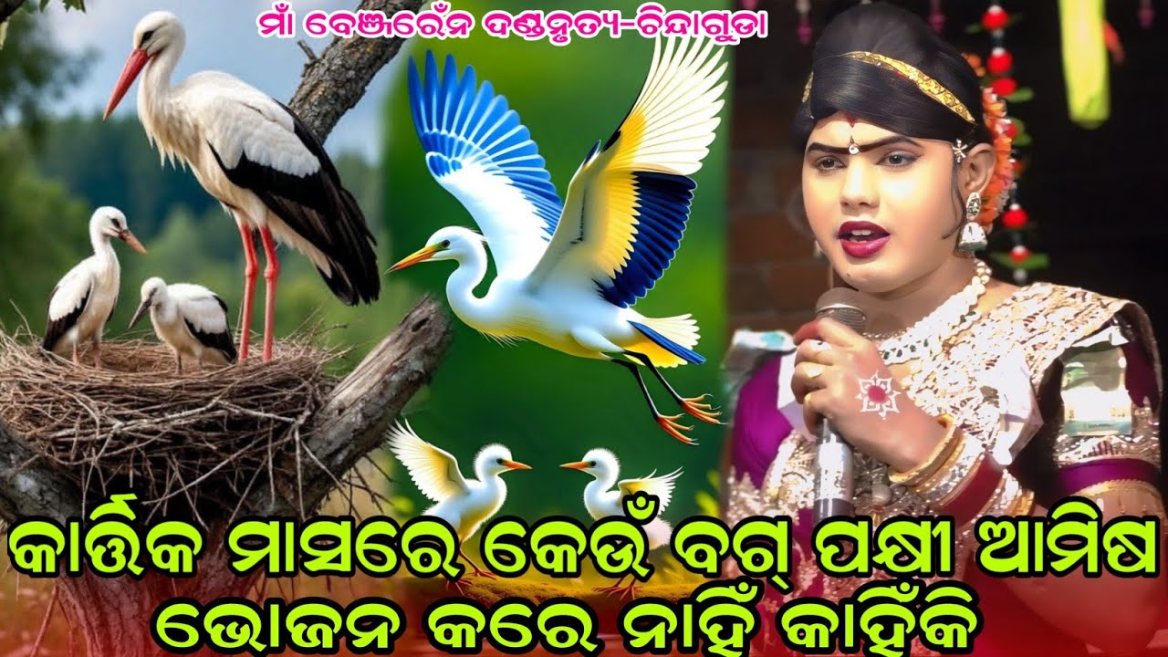 କାର୍ତ୍ତିକ ମାସରେ କେଉଁ ପକ୍ଷୀ ଆମିଷ ଭୋଜନ କରେ ନାହିଁ#maa benjaren danda#ramakanta bishi #chindaguda 