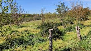 Wilde Hecke statt Zaun • Unser Grundstück in Frankreich